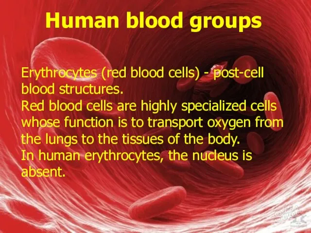 Human blood groups Erythrocytes (red blood cells) - post-cell blood structures. Red