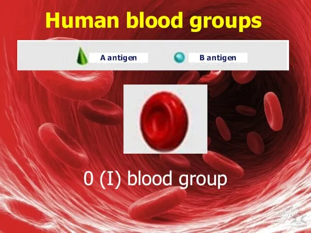 Human blood groups 0 (I) blood group A antigen B antigen