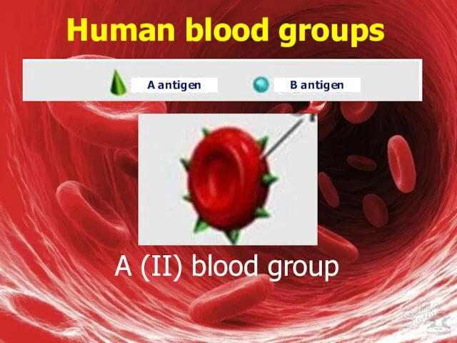 Human blood groups А (II) blood group A antigen B antigen