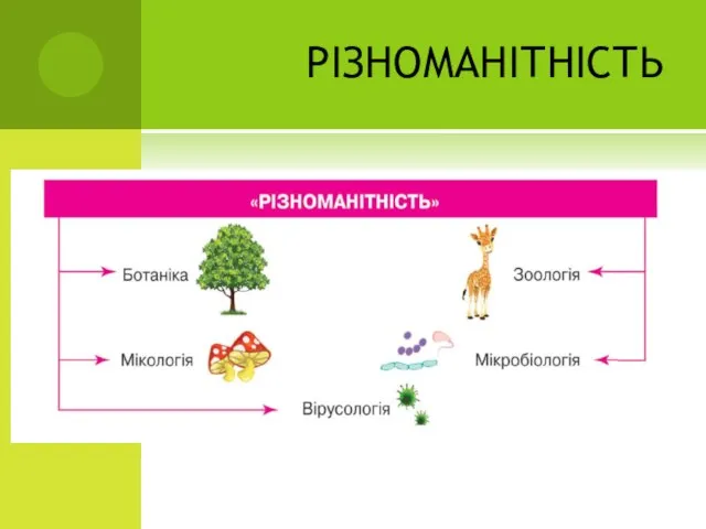 РІЗНОМАНІТНІСТЬ