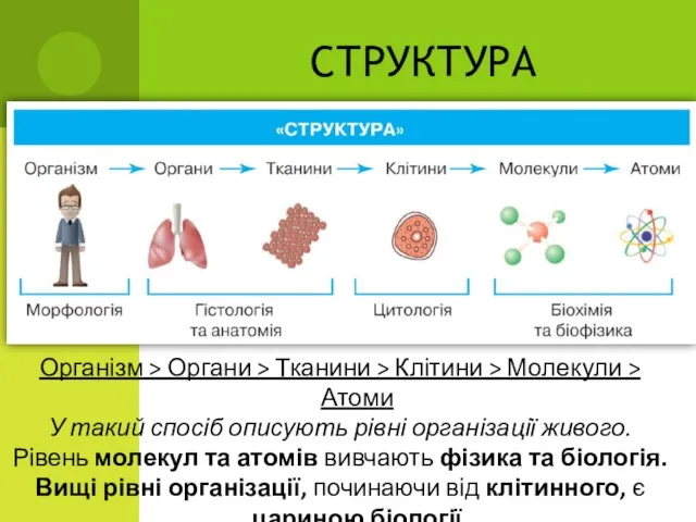 СТРУКТУРА Організм > Органи > Тканини > Клітини > Молекули > Атоми