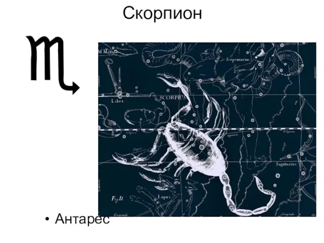 Скорпион Антарес