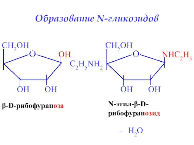 β-D-рибофураноза C2H5NH2 N-этил-β-D- рибофуранозид + H2O Образование N-гликозидов