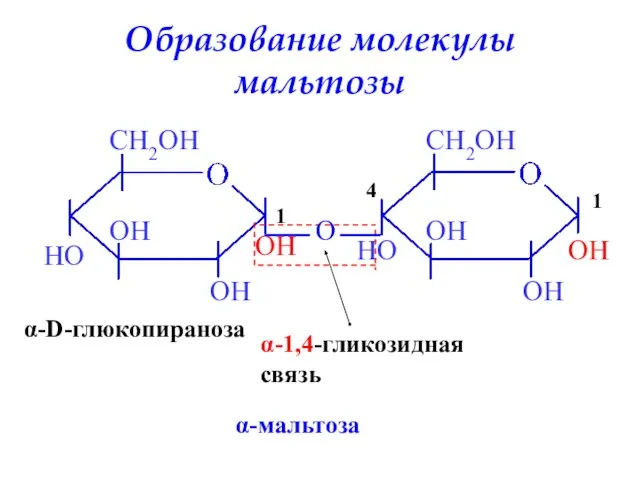 Образование молекулы мальтозы OH α-D-глюкопираноза HO OH O α-1,4-гликозидная связь α-мальтоза