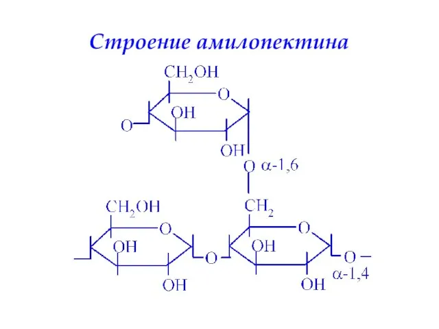 Строение амилопектина