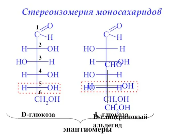 Стереоизомерия моносахаридов 6 5 4 3 2 1 D-глицериновый альдегид D-глюкоза L-глюкоза энантиомеры