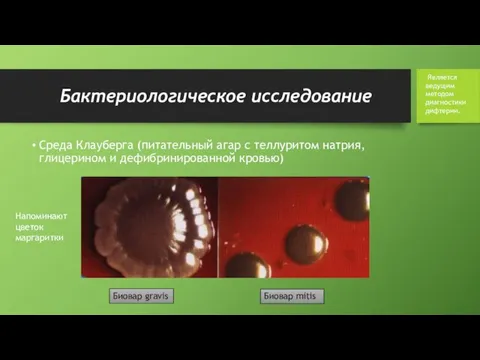 Бактериологическое исследование Среда Клауберга (питательный агар с теллуритом натрия, глицерином и дефибринированной