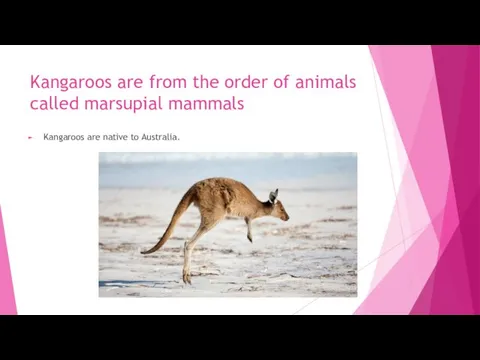 Kangaroos are from the order of animals called marsupial mammals Kangaroos are native to Australia.