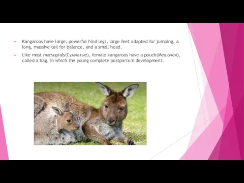Kangaroos have large, powerful hind legs, large feet adapted for jumping, a