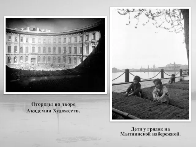 Огороды во дворе Академии Художеств. Дети у грядок на Мытнинской набережной.