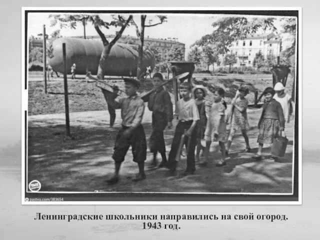 Ленинградские школьники направились на свой огород. 1943 год.