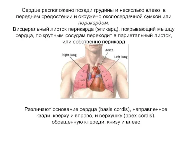 Сердце расположено позади грудины и несколько влево, в переднем средостении и окружено