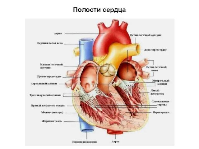 Полости сердца