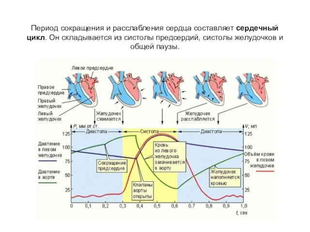 Период сокращения и расслабления сердца составляет сердечный цикл. Он складывается из систолы