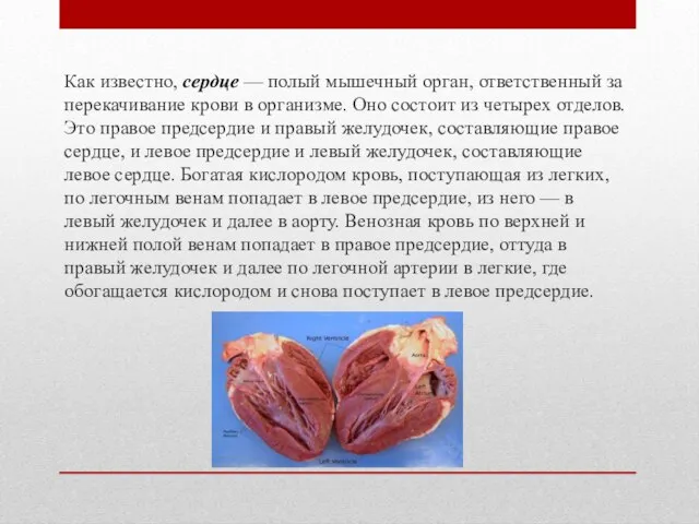 Как известно, сердце — полый мышечный орган, ответственный за перекачивание крови в