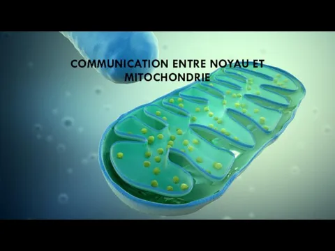 COMMUNICATION ENTRE NOYAU ET MITOCHONDRIE