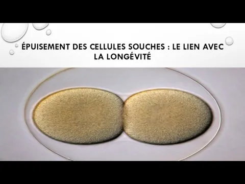 ÉPUISEMENT DES CELLULES SOUCHES : LE LIEN AVEC LA LONGÉVITÉ