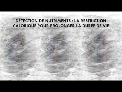 DÉTECTION DE NUTRIMENTS : LA RESTRICTION CALORIQUE POUR PROLONGER LA DURÉE DE VIE