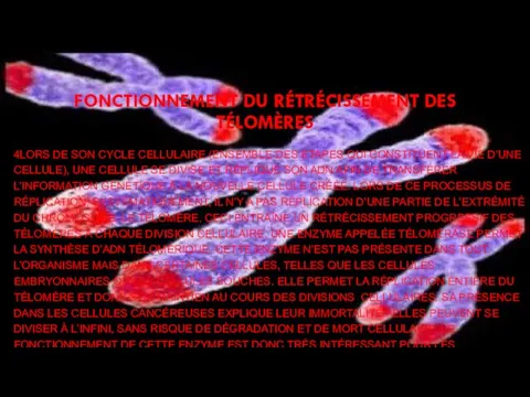 FONCTIONNEMENT DU RÉTRÉCISSEMENT DES TÉLOMÈRES 4LORS DE SON CYCLE CELLULAIRE (ENSEMBLE DES