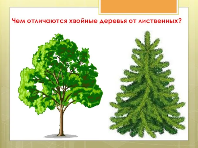 Чем отличаются хвойные деревья от лиственных?