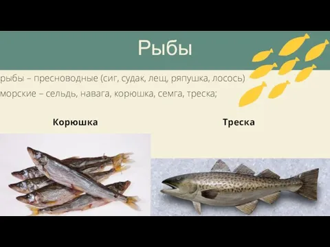 Рыбы рыбы – пресноводные (сиг, судак, лещ, ряпушка, лосось) морские – сельдь,