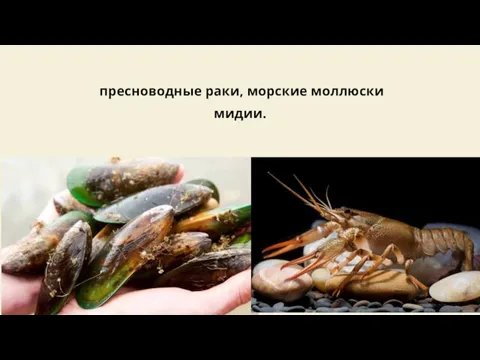 пресноводные раки, морские моллюски мидии.