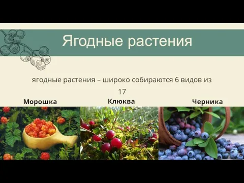 Ягодные растения ягодные растения – широко собираются 6 видов из 17 Морошка Клюква Черника