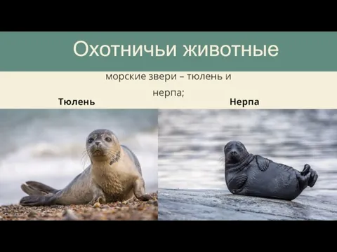 морские звери – тюлень и нерпа; Охотничьи животные Тюлень Нерпа
