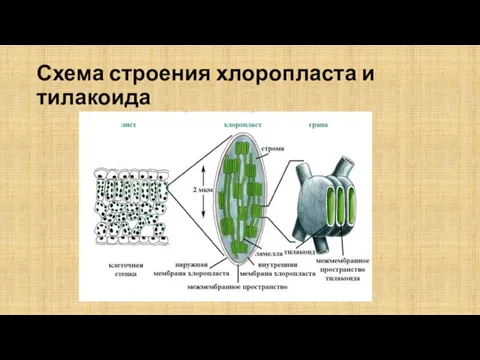 Схема строения хлоропласта и тилакоида