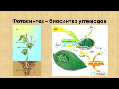 Фотосинтез – биосинтез углеводов