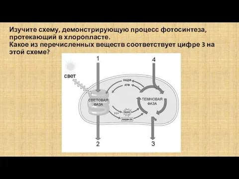 Изучите схему, демонстрирующую процесс фотосинтеза, протекающий в хлоропласте. Какое из перечисленных веществ