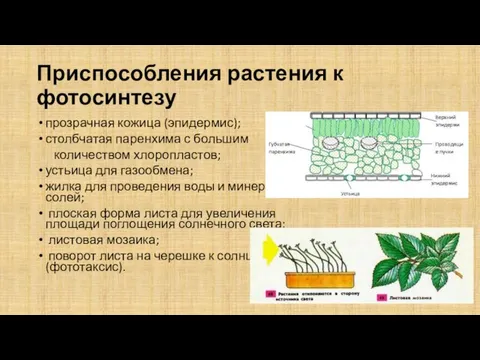 Приспособления растения к фотосинтезу прозрачная кожица (эпидермис); столбчатая паренхима с большим количеством