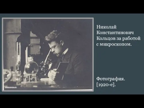 Николай Константинович Кольцов за работой с микроскопом. Фотография. [1920-е].