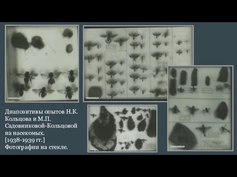 Диапозитивы опытов Н.К. Кольцова и М.П. Садовниковой-Кольцовой на насекомых. [1938-1939 гг.] Фотографии на стекле.