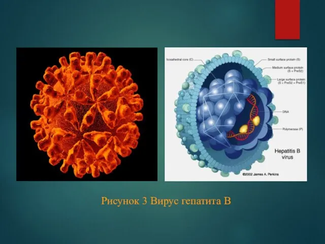 Рисунок 3 Вирус гепатита В