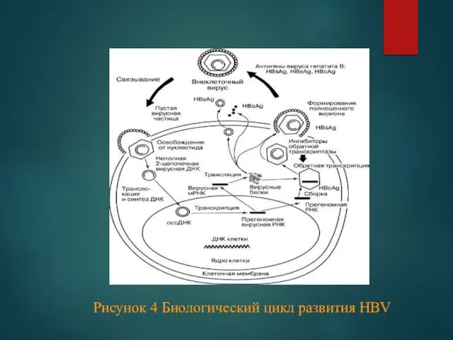 Рисунок 4 Биологический цикл развития HBV