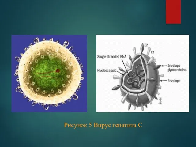 Рисунок 5 Вирус гепатита С