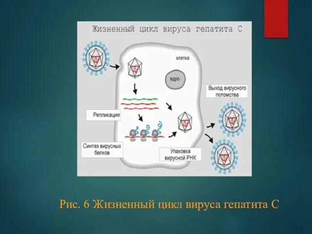 Рис. 6 Жизненный цикл вируса гепатита С