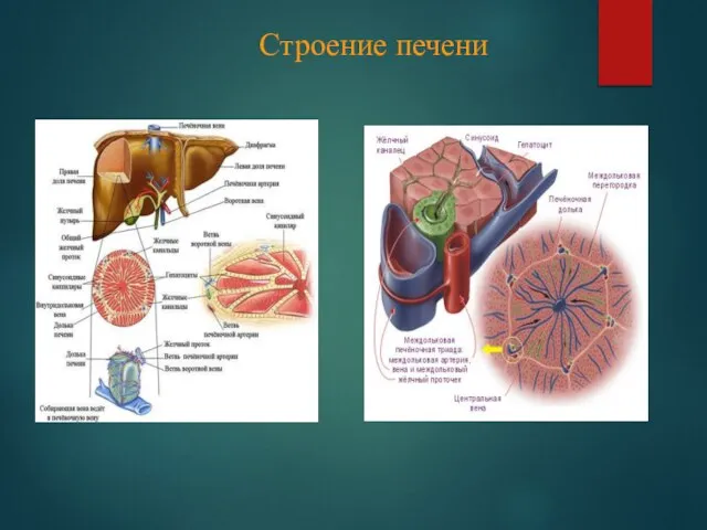 Строение печени