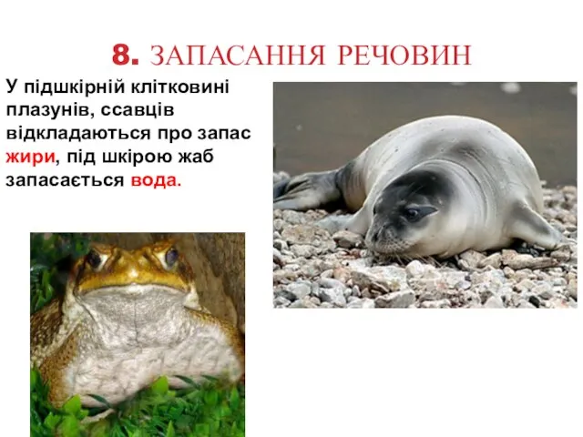 8. ЗАПАСАННЯ РЕЧОВИН У підшкірній клітковині плазунів, ссавців відкладаються про запас жири,
