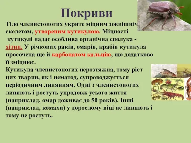 Тіло членистоногих укрите міцним зовнішнім скелетом, утвореним кутикулою. Міцності кутикулі надає особлива