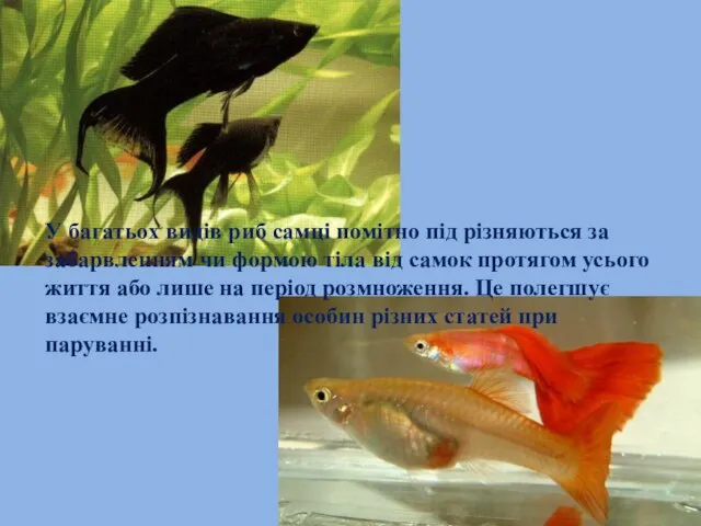 У багатьох видів риб самці помітно під різняються за забарвленням чи формою