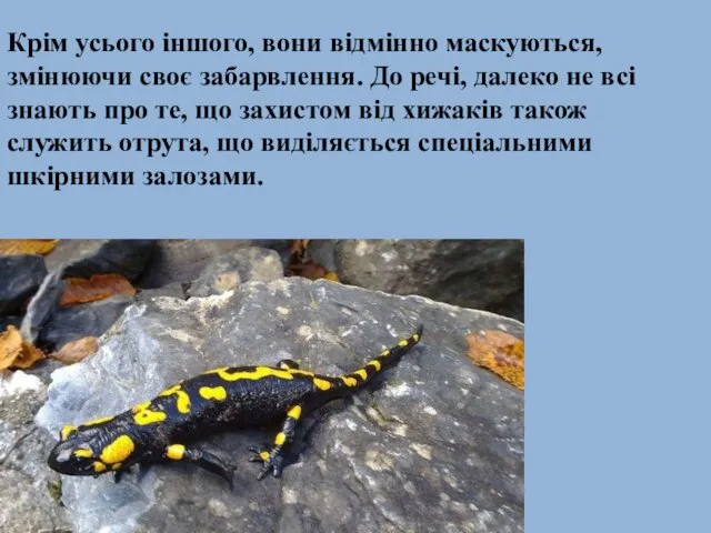 Крім усього іншого, вони відмінно маскуються, змінюючи своє забарвлення. До речі, далеко