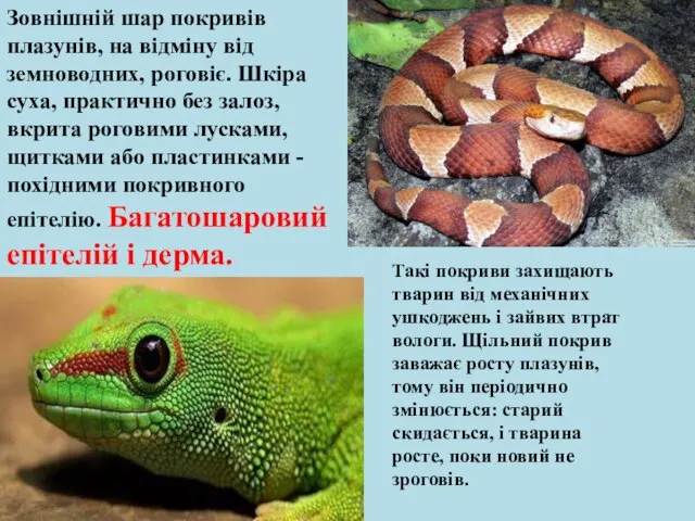 Зовнішній шар покривів плазунів, на відміну від земноводних, роговіє. Шкіра суха, практично