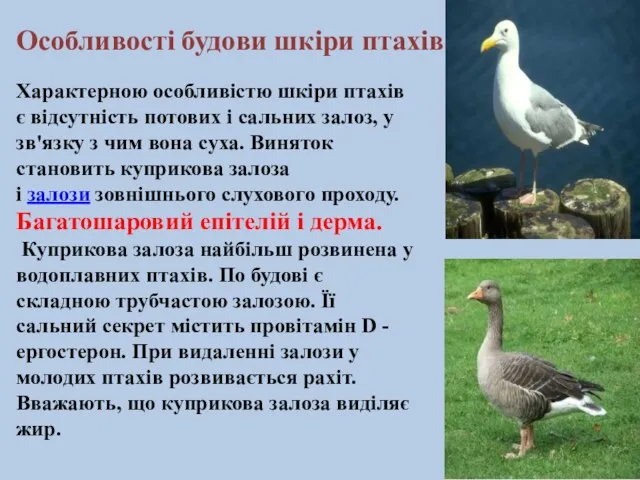 Характерною особливістю шкіри птахів є відсутність потових і сальних залоз, у зв'язку