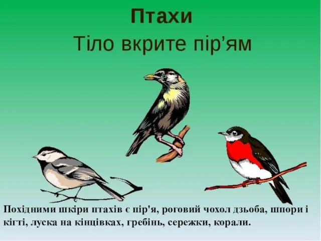 Похідними шкіри птахів є пір'я, роговий чохол дзьоба, шпори і кігті, луска
