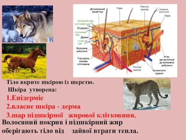 Тіло вкрите шкірою із шерстю. Шкіра утворена: 1.Епідерміс 2.власне шкіра - дерма