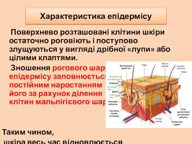 Характеристика епідермісу Поверхнево розташовані клітини шкіри остаточно роговіють і поступово злущуються у