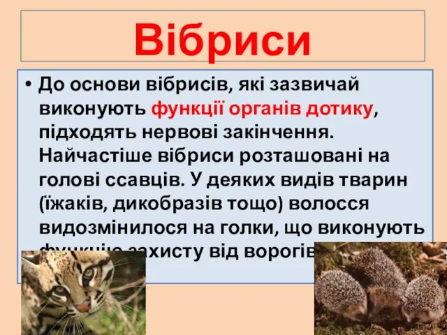 Вібриси До основи вібрисів, які зазвичай виконують функції органів дотику, підходять нервові