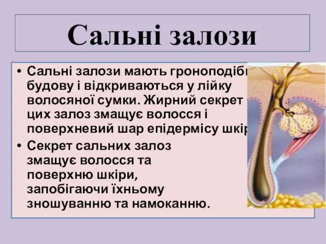 Сальні залози мають гроноподібну будову і відкриваються у лійку волосяної сумки. Жирний